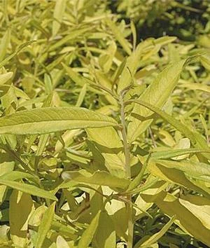 GOLDEN SUNSHINE WILLOW 3 GOLDEN SUNSHINE WILLOW