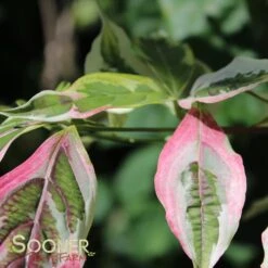 VARIEGATED STELLAR PINK⢠DOGWOOD