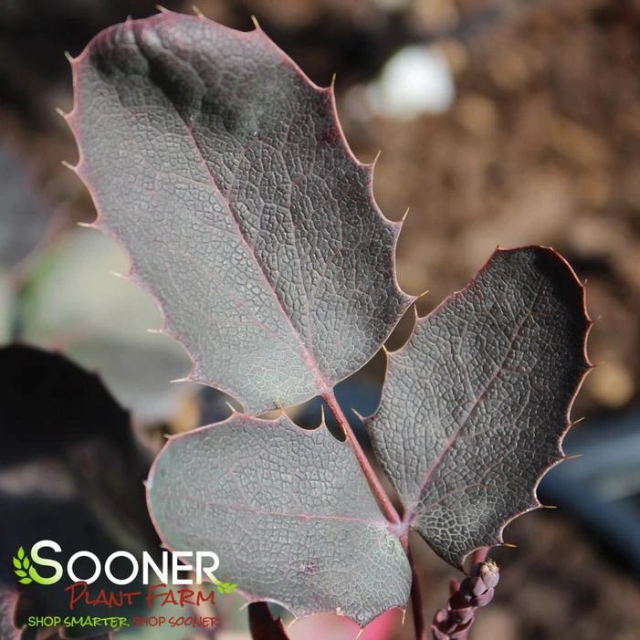 Front Page -NatureScape Shop DETA2 3306