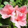 AUTUMN SUNBURST® ENCORE® AZALEA -NatureScape Shop DETA2 3309