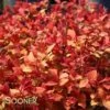 DOUBLE PLAY® CANDY CORN® SPIRAEA -NatureScape Shop DETA2 3367