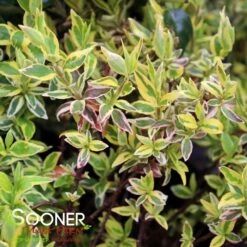 RADIANCE ABELIA -NatureScape Shop DETA2 3380
