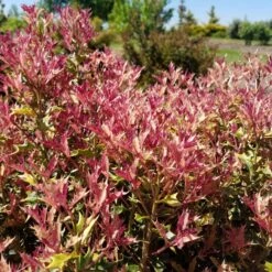 PARTY LIGHTS™ OSMANTHUS