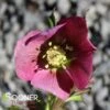 SUNSHINE SELECTIONS LENTEN ROSE 1 SUNSHINE SELECTIONS LENTEN ROSE -NatureScape Shop DETA2 340