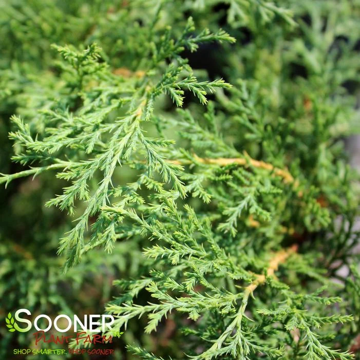 CELTIC PRIDE® SIBERIAN CYPRESS 4 CELTIC PRIDE® SIBERIAN CYPRESS - Image 2