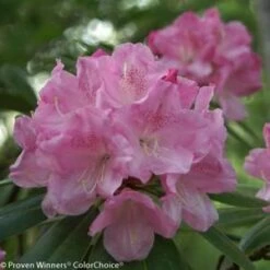 DANDY MAN® PINK RHODODENDRON -NatureScape Shop DETA2 3446