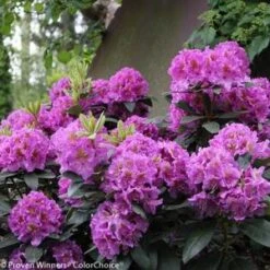 DANDY MAN® PURPLE RHODODENDRON -NatureScape Shop DETA2 3447