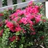 BLOOM-A-THON® HOT PINK AZALEA -NatureScape Shop DETA2 3448