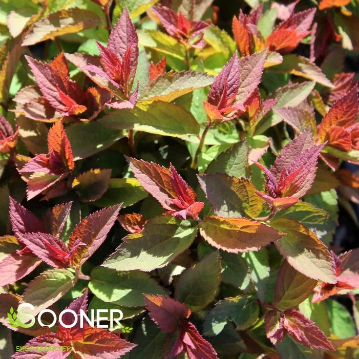 DOUBLE PLAY® RED SPIRAEA 4 DOUBLE PLAY® RED SPIRAEA - Image 2