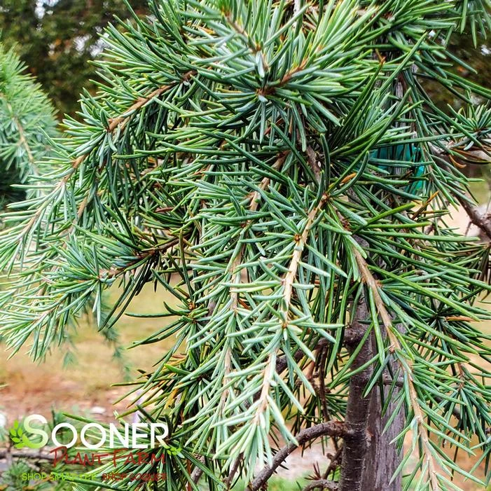 FEELIN' BLUE WEEPING DEODAR CEDAR 3 FEELIN' BLUE WEEPING DEODAR CEDAR