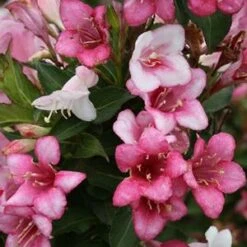 CZECHMARK TRILOGY® WEIGELA -NatureScape Shop DETA2 3617