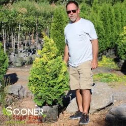 RAY OF LIGHT™ FALSE CYPRESS 9 RAY OF LIGHT™ FALSE CYPRESS -NatureScape Shop DETA2 3618