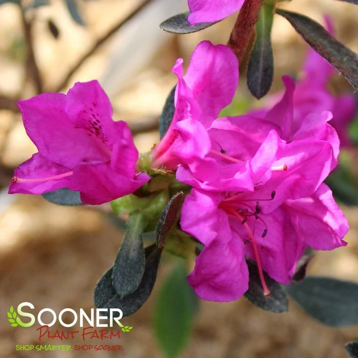 KAREN GIRARD AZALEA 4 KAREN GIRARD AZALEA - Image 2