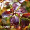 SUNJOY TODO® BARBERRY -NatureScape Shop DETA2 3732