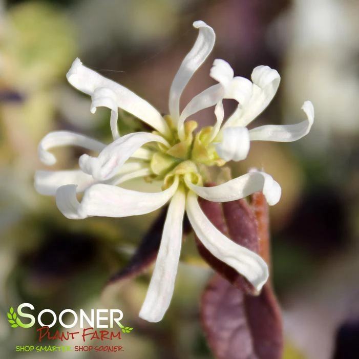 JAZZ HANDS NIGHT MOVES® LOROPETALUM 4 JAZZ HANDS NIGHT MOVES® LOROPETALUM - Image 2