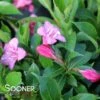 SNIPPET® DARK PINK WEIGELA 1 SNIPPET® DARK PINK WEIGELA -NatureScape Shop DETA2 3753