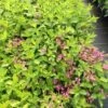 SNIPPET LIME® WEIGELA -NatureScape Shop DETA2 3754