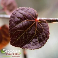 RED FOX KATSURA TREE -NatureScape Shop DETA2 3756