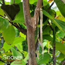 FRAGRANT SNOWBELL 11 FRAGRANT SNOWBELL -NatureScape Shop DETA2 3762