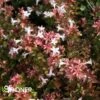 ROSE CREEK ABELIA 1 ROSE CREEK ABELIA -NatureScape Shop DETA2 378