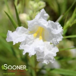 HOPE WHITE DESERT WILLOW 5 HOPE WHITE DESERT WILLOW -NatureScape Shop DETA2 3785