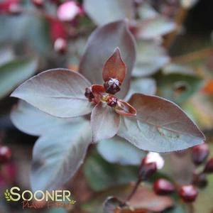 DOUBLE DYNAMITE® CRAPEMYRTLE 4 DOUBLE DYNAMITE® CRAPEMYRTLE - Image 2