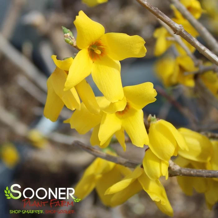 FLYING MACHINE® FORSYTHIA 4 FLYING MACHINE® FORSYTHIA - Image 2