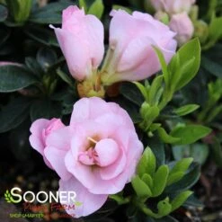 PERFECTO MUNDO® DOUBLE PINK AZALEA -NatureScape Shop DETA2 3891