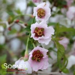KOJO-NO-MAI ORNAMENTAL CHERRY BUSH -NatureScape Shop DETA2 3931
