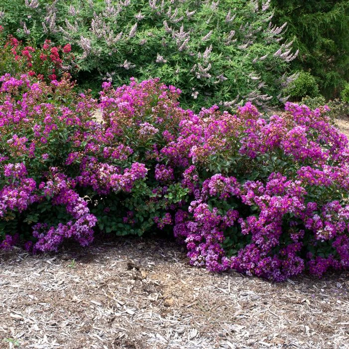 BELLINI® GRAPE CRAPEMYRTLE 4 BELLINI® GRAPE CRAPEMYRTLE - Image 2