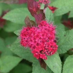 DOUBLE PLAY DOOZIE® SPIRAEA 8 DOUBLE PLAY DOOZIE® SPIRAEA -NatureScape Shop DETA2 3996