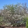 KOREAN SPICE VIBURNUM -NatureScape Shop DETA2 404
