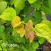 CLAIM JUMPER™ GOLDEN KATSURA TREE -NatureScape Shop DETA2 4068