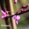 FLAME THROWER® REDBUD -NatureScape Shop DETA2 4074