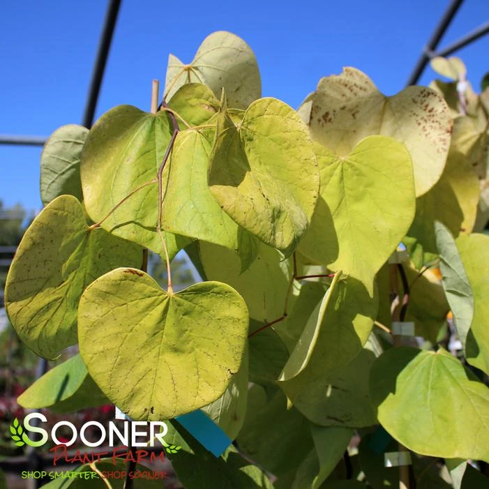 GOLDEN FALLS® WEEPING REDBUD 4 GOLDEN FALLS® WEEPING REDBUD - Image 2