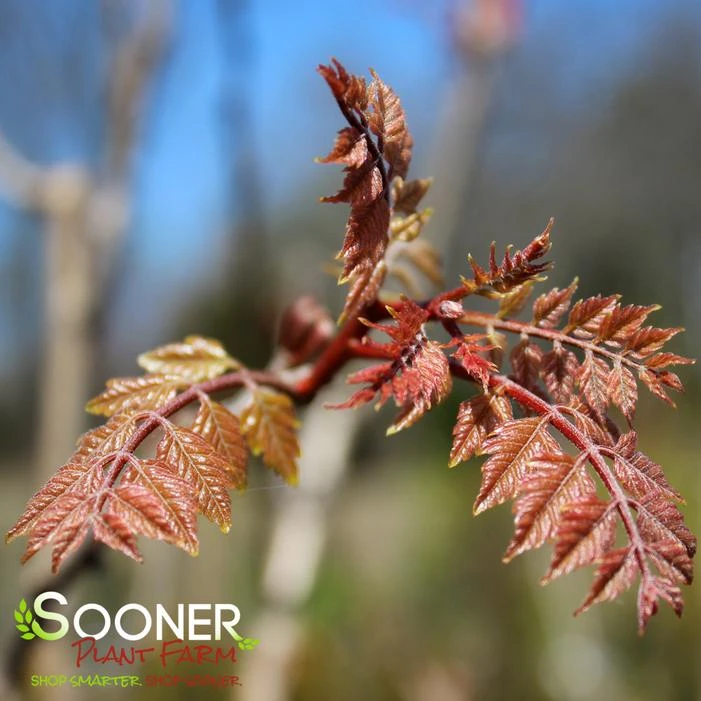 GOLDEN RAINTREE 4 GOLDEN RAINTREE - Image 2