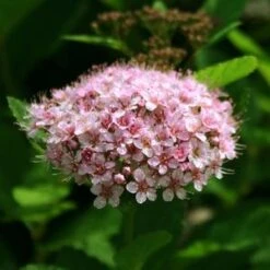 PINK SPARKLER™ BIRCHLEAF SPIRAEA -NatureScape Shop DETA2 4203