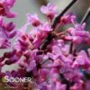 ALLEY CAT VARIEGATED REDBUD -NatureScape Shop DETA2 4214