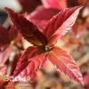 SWEET TALKER® VIBURNUM 2 SWEET TALKER® VIBURNUM -NatureScape Shop DETA2 4262
