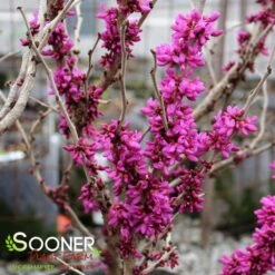 DON EGOLF MINIATURE REDBUD -NatureScape Shop DETA2 430