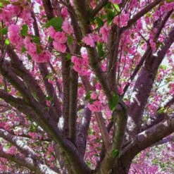 KWANZAN ORNAMENTAL CHERRY -NatureScape Shop DETA2 432