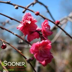 PINK CASCADE WEEPING ORNAMENTAL PEACH -NatureScape Shop DETA2 4342