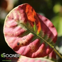 GOLDEN SPIRIT SMOKETREE 9 GOLDEN SPIRIT SMOKETREE -NatureScape Shop DETA2 437