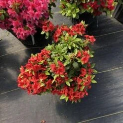 PERFECTO MUNDO® ORANGE AZALEA -NatureScape Shop DETA2 4433