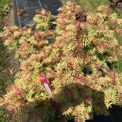 MR. MUSTARD® SORBARIA -NatureScape Shop DETA2 4456