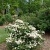 STEADY EDDY® DOUBLEFILE VIBURNUM 1 STEADY EDDY® DOUBLEFILE VIBURNUM -NatureScape Shop DETA2 4461