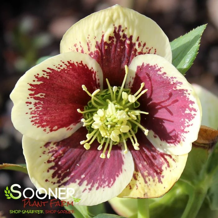HONEYMOON® RIO CARNIVAL LENTEN ROSE 5 HONEYMOON® RIO CARNIVAL LENTEN ROSE - Image 3
