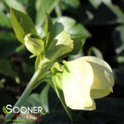 WEDDING PARTY® WEDDING BELLS LENTEN ROSE -NatureScape Shop DETA2 4607