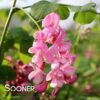 PURPLE ROBE™ BLACK LOCUST -NatureScape Shop DETA2 4741