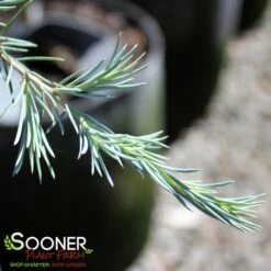 KARL FUCHS DEODAR CEDAR 5 KARL FUCHS DEODAR CEDAR -NatureScape Shop DETA2 4756